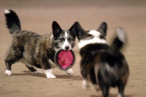 Playing Frisbee