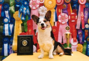 MACH5 Heritage Hill Cricket, highest agility title Cardigan in AKC, owner Lois Mark
