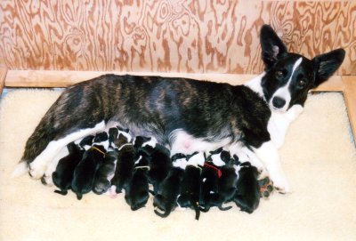 Mother and 11 puppies