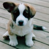 Toby